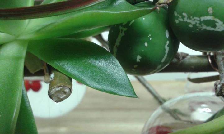 Plantes grasses Rumilly