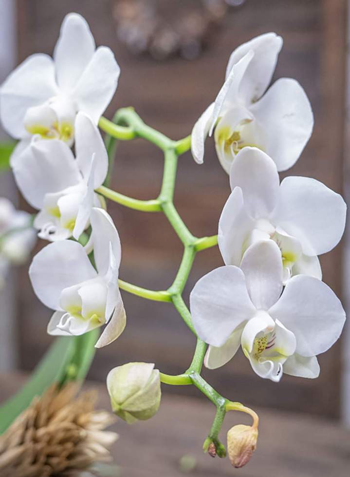 Vente d'orchidée papillon Rumilly