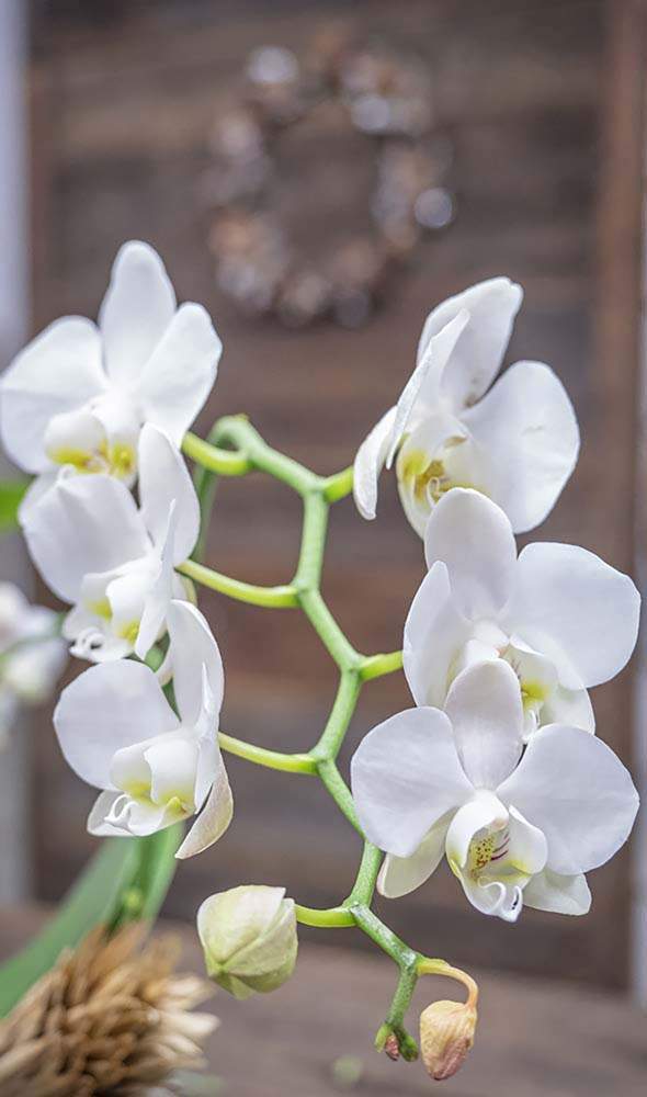 Orchidée papillon blanche Rumilly