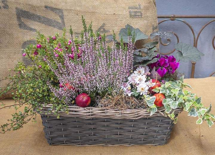 Jardinière d'automne Rumilly