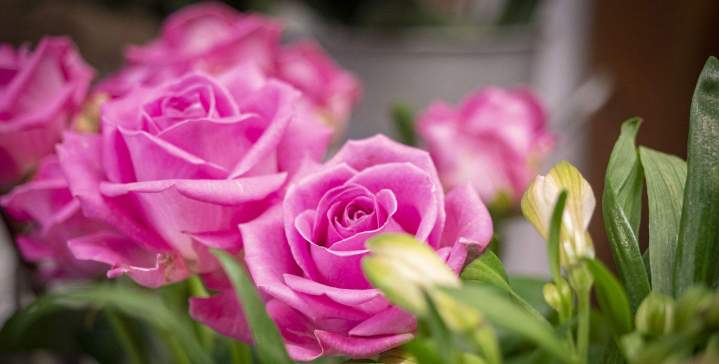 Plantation du rosier Rumilly