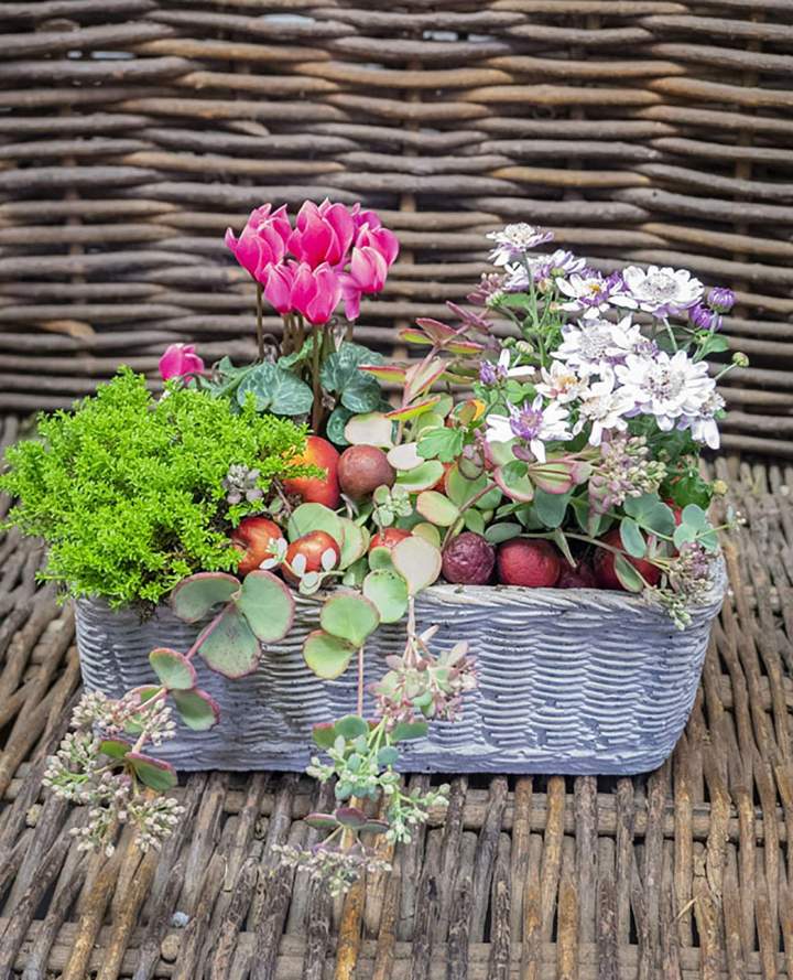 Vente de fleurs Rumilly