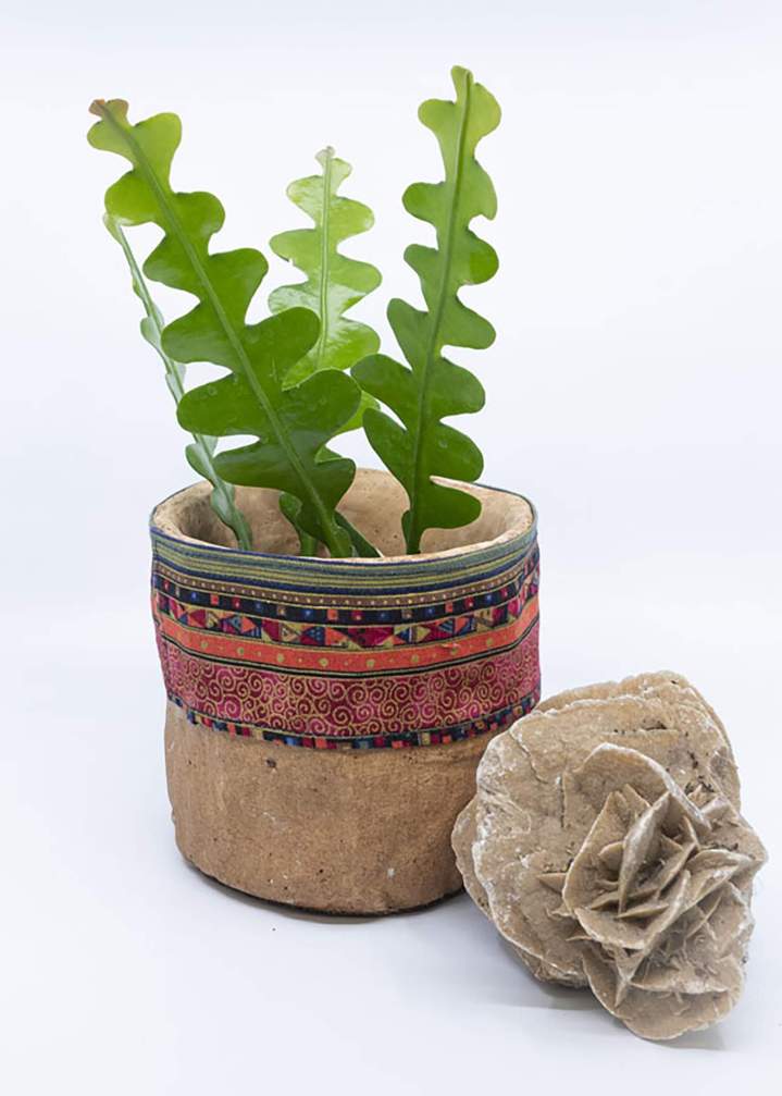Vente de cactus zigzag en pot Rumilly