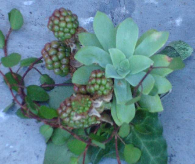 Plante grasse Rumilly