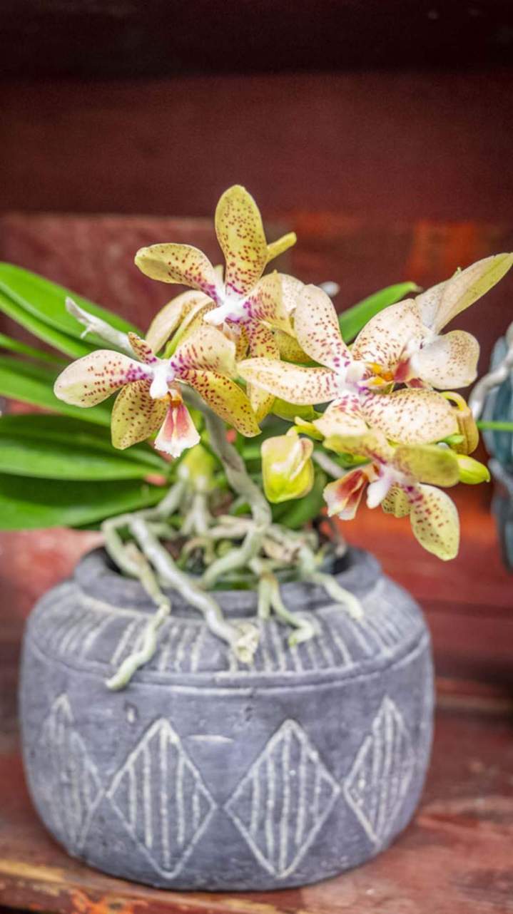 Orchidées Gastrochilus en vase Rumilly