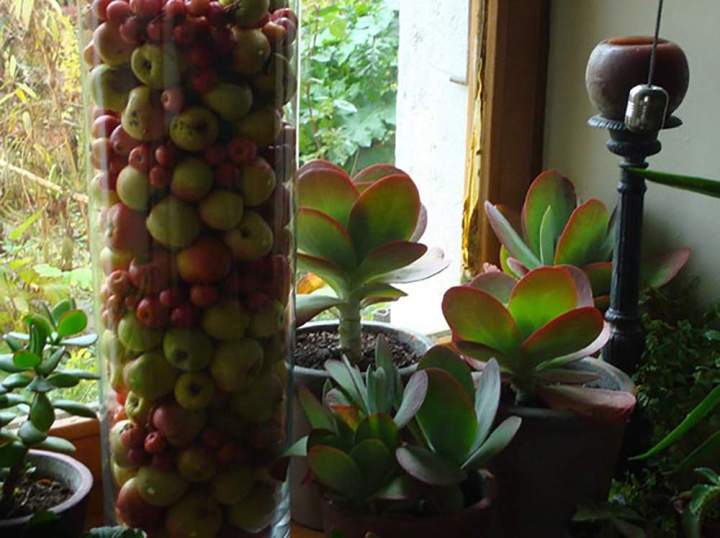 Plantes grasses d'intérieur Rumilly