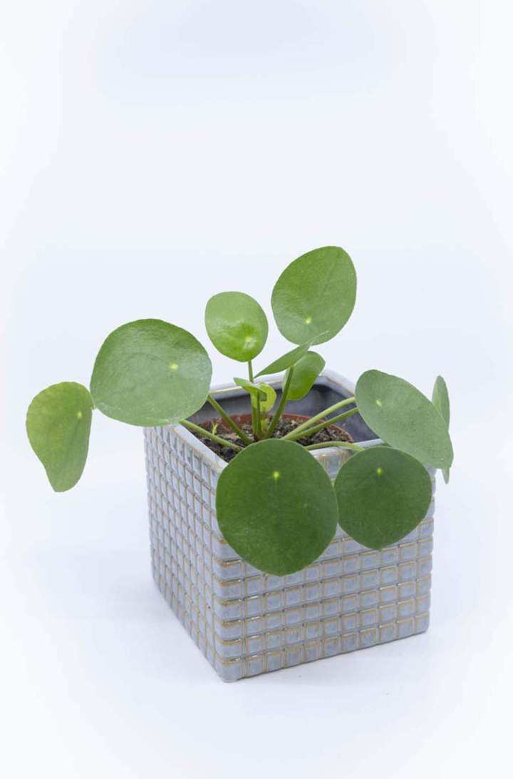 Plante du missionnaire en pot Rumilly