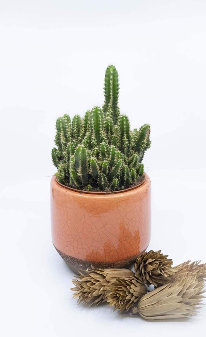 Cactus en pot Rumilly