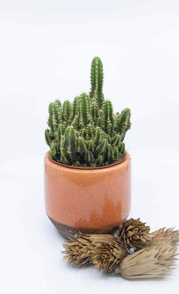Cactus en pot Rumilly