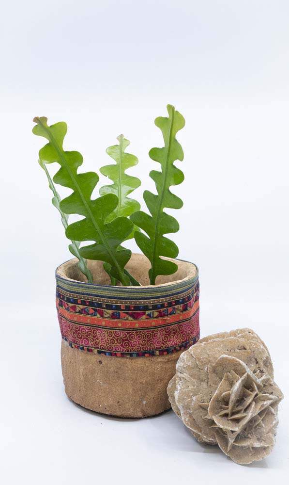 Cactus Zigzag en pot Rumilly