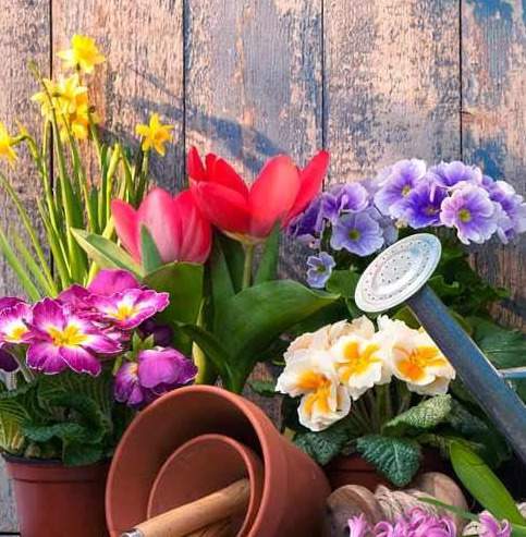 Création d'un jardin de plantes grasses Rumilly